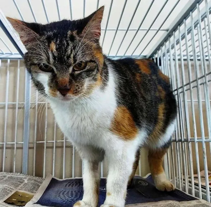 Gato raça srd idade 6 ou mais anos nome Kitty