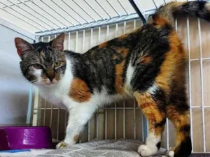 Gato raça srd idade 6 ou mais anos nome Kitty