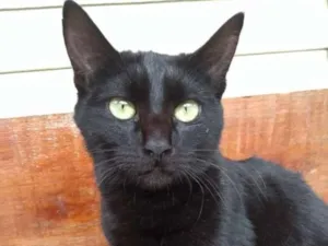 Gato raça Sem raça idade 7 a 11 meses nome Kira