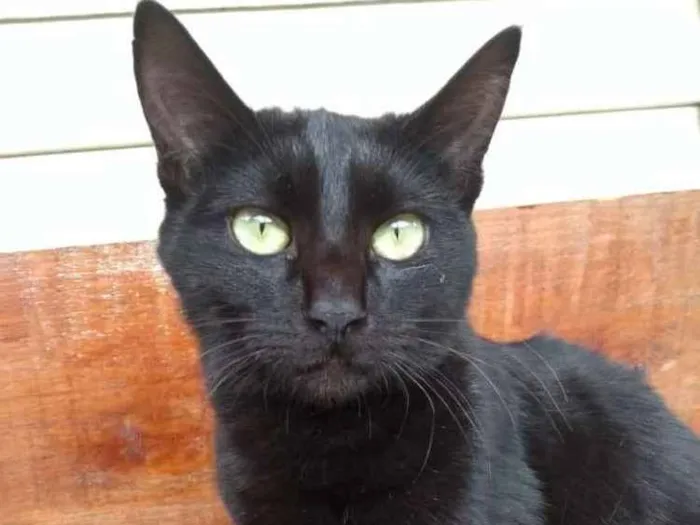 Gato ra a Sem raça idade 7 a 11 meses nome Kira