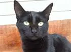 Gato raça Sem raça idade 7 a 11 meses nome Kira