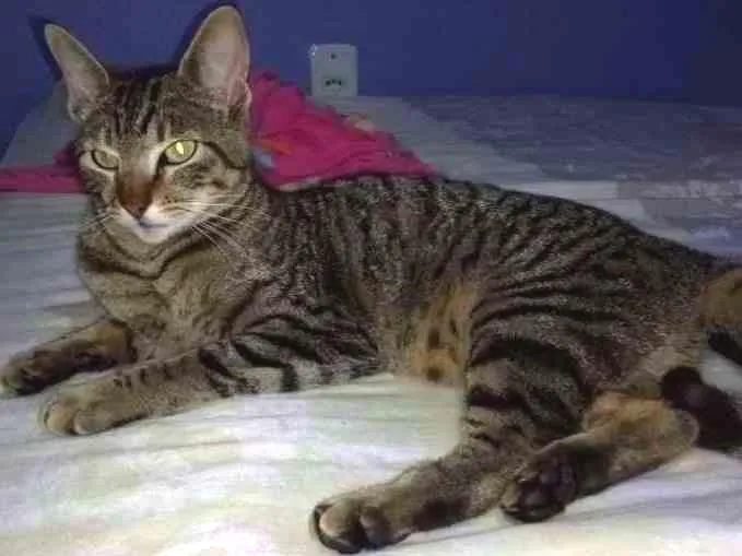 Gato ra a Sem raça idade 7 a 11 meses nome Mel 