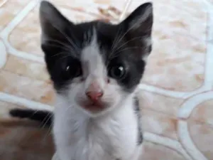 Gato raça  idade Abaixo de 2 meses nome Sem nome 