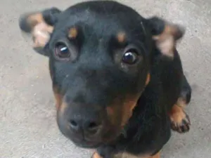 Cachorro raça vira lata idade 2 a 6 meses nome Thor