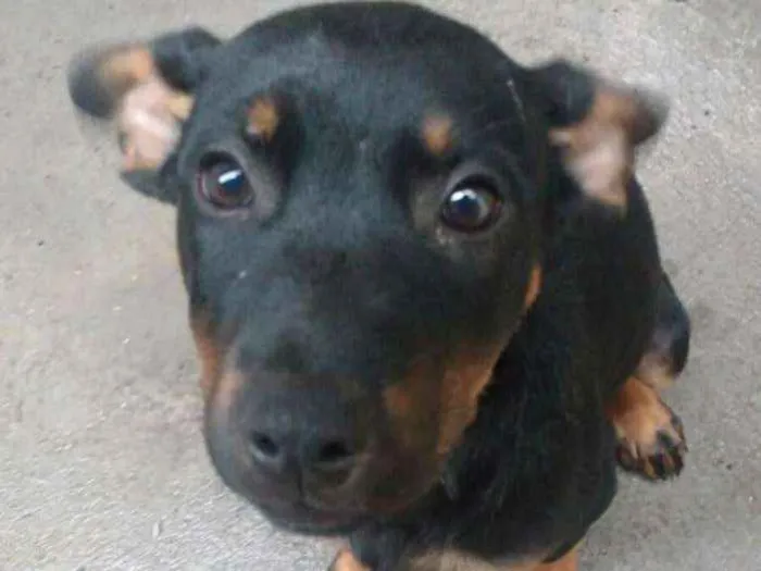 Cachorro ra a vira lata idade 2 a 6 meses nome Thor