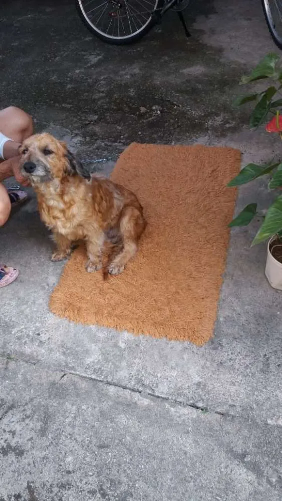 Cachorro ra a poodle idade 2 anos nome Belinha