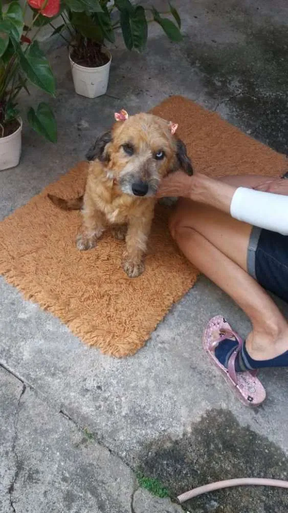 Cachorro ra a poodle idade 2 anos nome Belinha