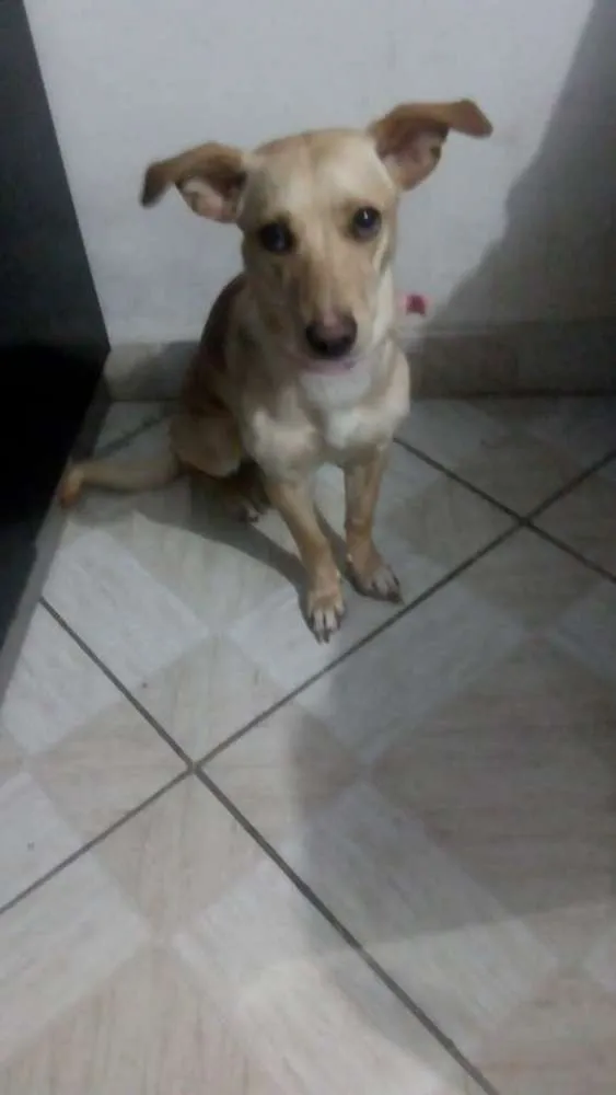 Cachorro ra a Golden misturado com vira lata idade 7 a 11 meses nome Mel