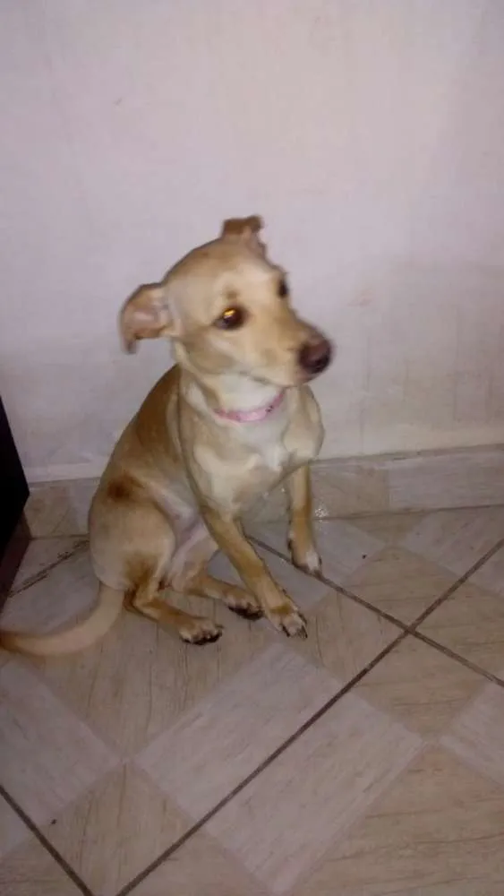 Cachorro ra a Golden misturado com vira lata idade 7 a 11 meses nome Mel