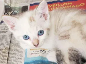 Gato raça Sem raça  idade Abaixo de 2 meses nome Sem nome