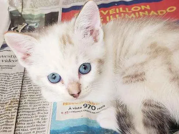 Gato ra a Sem raça  idade Abaixo de 2 meses nome Sem nome