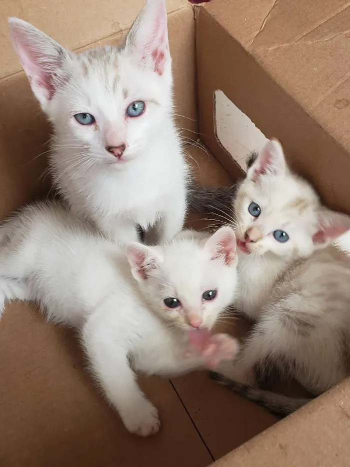 Gato ra a Sem raça  idade 2 a 6 meses nome Sem nome