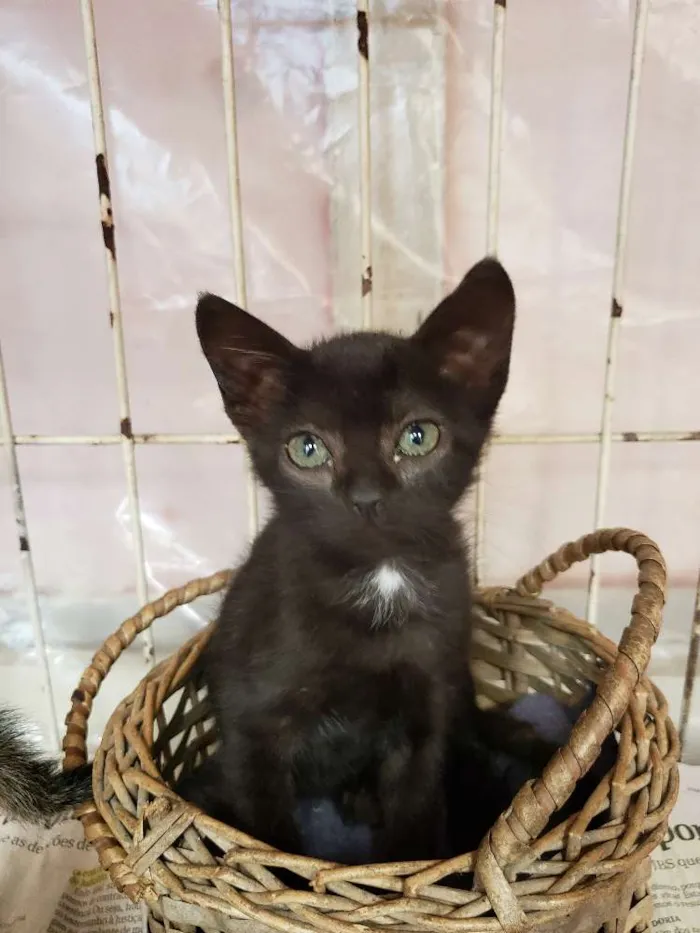Gato ra a Sem raça  idade 2 a 6 meses nome Sem nome