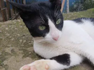 Gato raça Siamês  idade 2 anos nome Nego