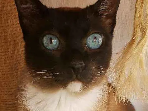 Gato ra a Siamês  idade 1 ano nome Safira