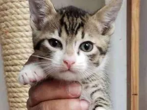 Gato raça Srd idade 2 a 6 meses nome Sem nome