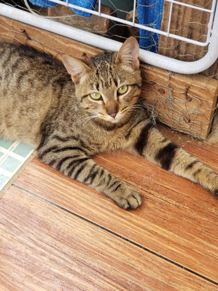 Gato ra a Srd idade 7 a 11 meses nome Sapeca