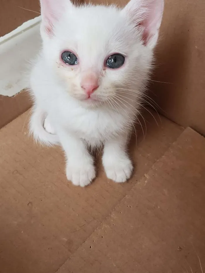 Gato ra a Srd idade 2 a 6 meses nome Sem nome