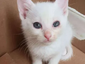 Gato raça Srd idade 2 a 6 meses nome Sem nome