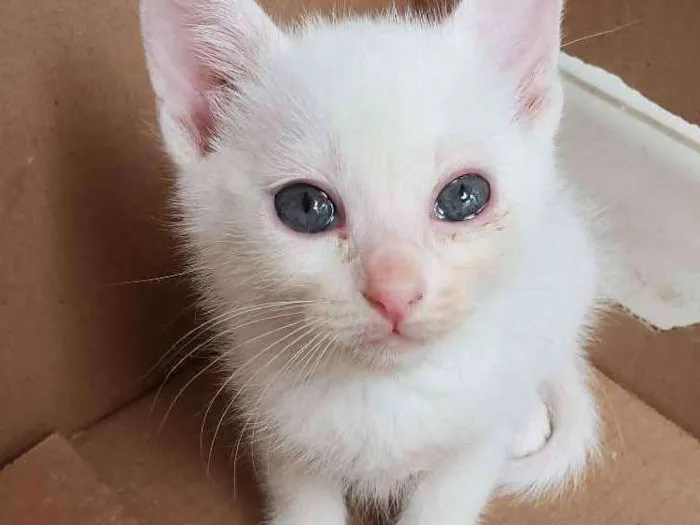 Gato ra a Srd idade 2 a 6 meses nome Sem nome