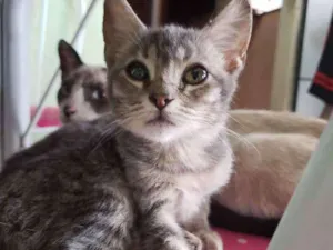 Gato raça Srd idade 2 a 6 meses nome Sem nome