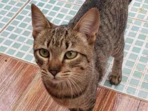 Gato raça Srd idade 2 a 6 meses nome Sem nome