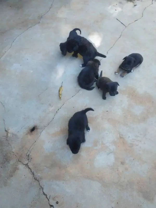 Cachorro ra a sem raça idade Abaixo de 2 meses nome filhotes