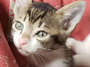 Gato raça Srd idade 2 a 6 meses nome Sem nome