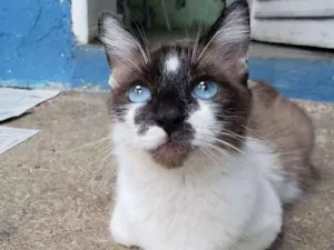 Gato raça Srd idade 1 ano nome Pandora