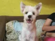 Leão
