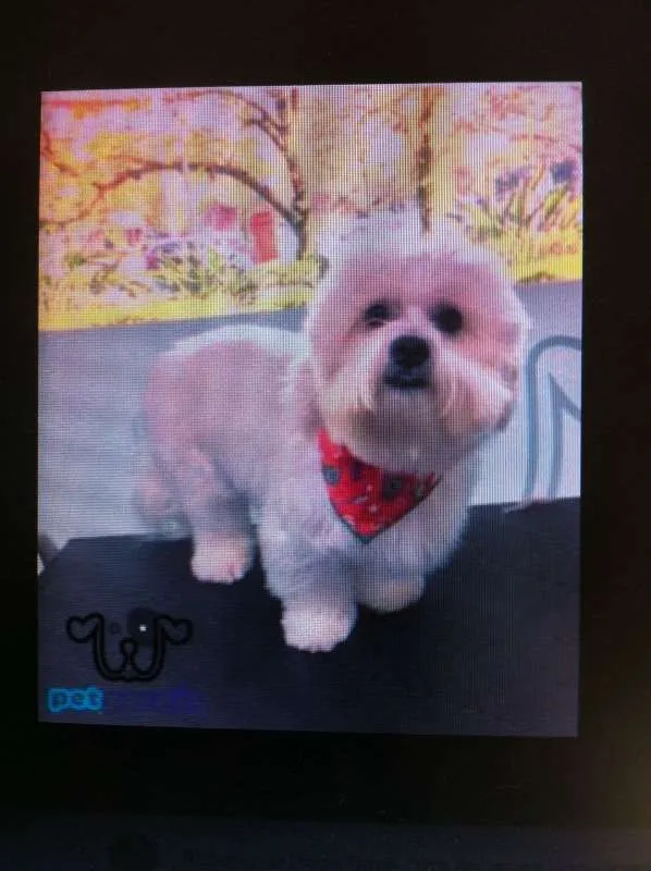 Cachorro ra a Maltês idade 1 ano nome Boby