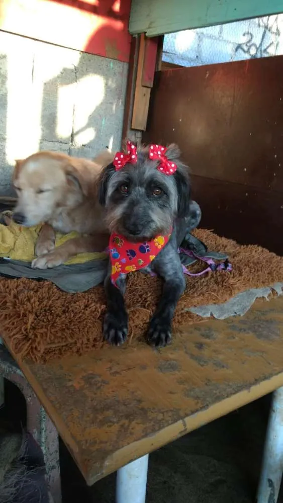 Cachorro ra a Srd idade 1 ano nome Aisha