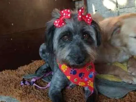 Cachorro ra a Srd idade 1 ano nome Aisha