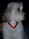 Scooby