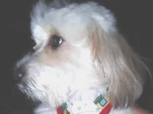 Cachorro raça Srd idade 4 anos nome Scooby