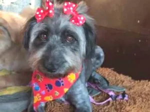 Cachorro raça Srd idade 1 ano nome Aisha