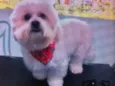 Boby