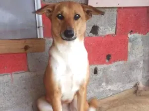 Cachorro raça Srd idade 1 ano nome Princesa