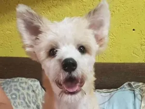 Cachorro raça Srd idade 1 ano nome Leão