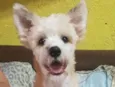 Leão