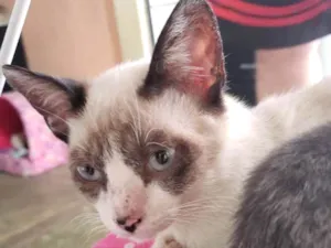 Gato raça Srd idade 2 a 6 meses nome Tanda