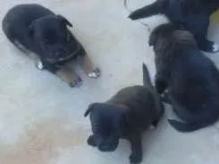 Cachorro ra a sem raça idade Abaixo de 2 meses nome filhotes