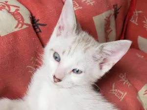 Gato raça Srd idade 2 a 6 meses nome Sem nome
