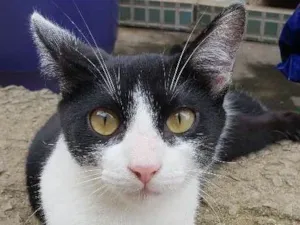 Gato raça Srd idade 2 a 6 meses nome Tom
