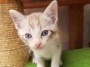 Gato raça Srd idade 2 a 6 meses nome Sem nome