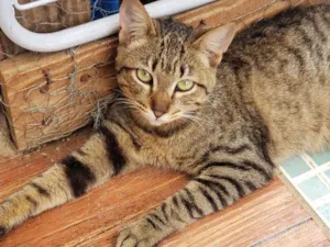 Gato raça Srd idade 7 a 11 meses nome Sapeca