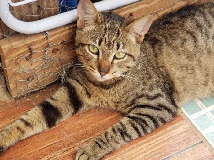 Gato ra a Srd idade 7 a 11 meses nome Sapeca