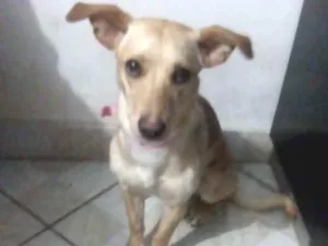 Cachorro raça Golden misturado com vira lata idade 7 a 11 meses nome Mel