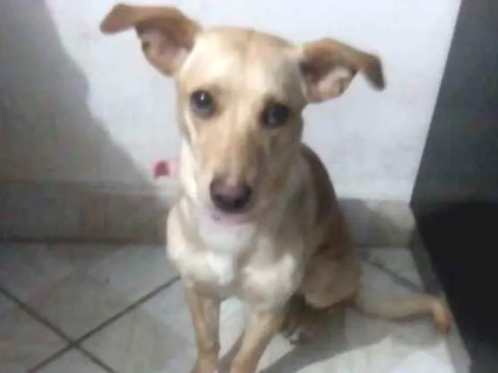 Cachorro ra a Golden misturado com vira lata idade 7 a 11 meses nome Mel