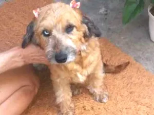 Cachorro raça poodle idade 2 anos nome Belinha